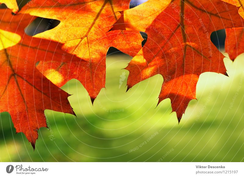Rote Ahornblätter auf einem grünen Hintergrund Kultur Natur Pflanze Baum Blatt Wald rot Farbe Fokus Kanadier Kopie Frühling selektiv laubabwerfend Rücken Raum
