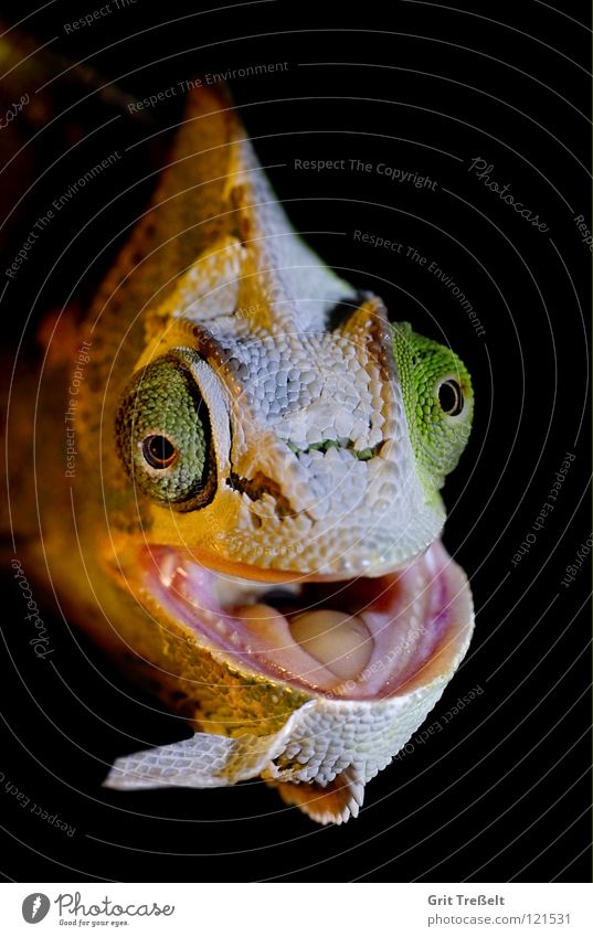 Bei der Häutung Chamäleon Reptil häuten Fetzen grün Haut lachen Auge