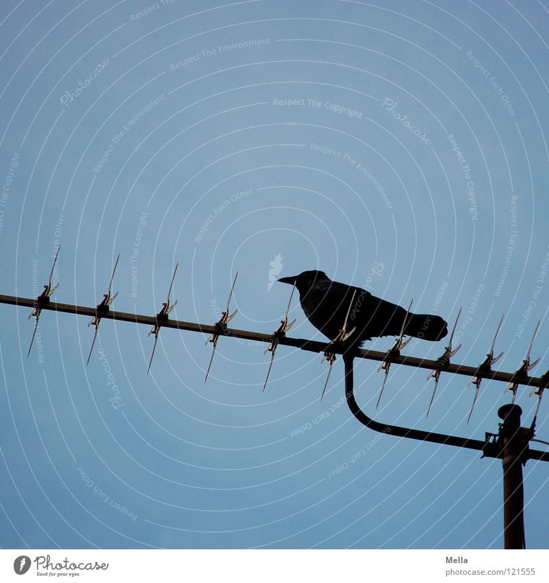 Ausguck Krähe Rabenvögel Aaskrähe hocken Antenne Aussicht oben Froschperspektive schwarz Vogel Elektrisches Gerät Technik & Technologie Kommunizieren sitzen
