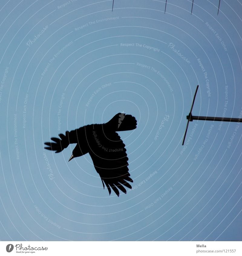 Abflug Krähe Rabenvögel Aaskrähe Abheben fliegen flüchten erschrecken Schüchternheit schwarz Antenne Vogel Elektrisches Gerät Technik & Technologie Luftverkehr