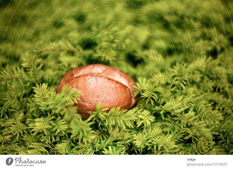 Fehl am Platz | Eibenbrötchen Brötchen Ernährung Picknick Pflanze Sträucher Blatt Grünpflanze liegen außergewöhnlich grün deplatziert Naturliebe Farbfoto