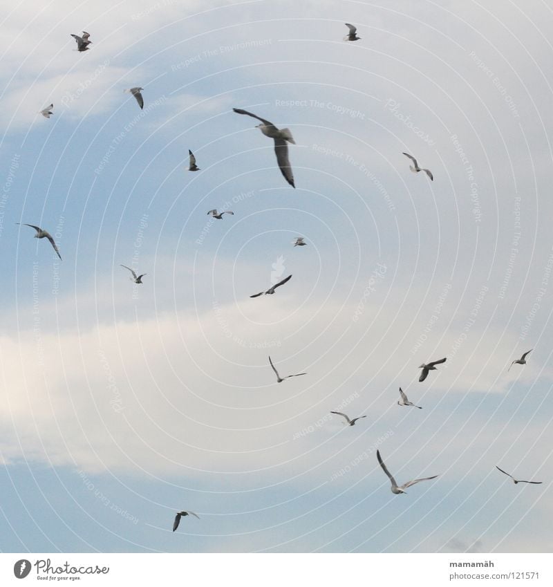 Die Vögel Vogel Wolken Luft Schweben erschrecken gleiten flattern Möwe fliegen Luftverkehr Himmel birds