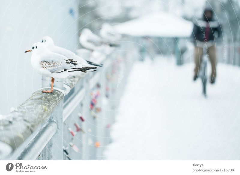 Im Winter maskulin 1 Mensch Schnee Brücke Tier Möwe 4 grau weiß Fahrradfahren Winterstimmung Außenaufnahme Textfreiraum rechts Textfreiraum unten Dämmerung