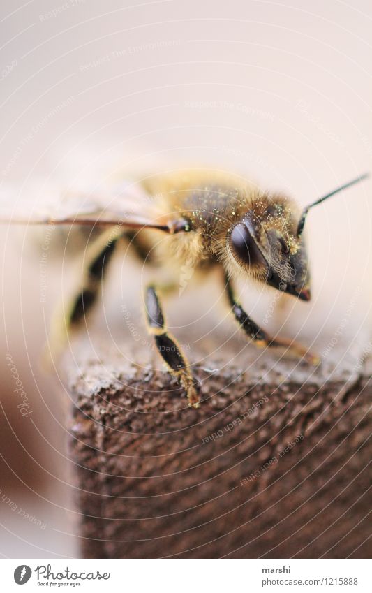 save the bees II Umwelt Natur Tier Biene Flügel Fell 1 Stimmung Imker Honigbiene Tierschutz Detailaufnahme Auge Angst Insekt Insektenschutz Farbfoto