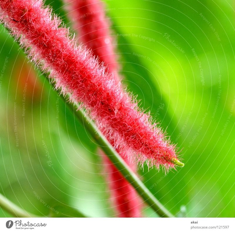 Pfeifenputzer Pflanze grün Botanik Pflanzenteile Kletterpflanzen pflanzlich Umwelt Sträucher Gegenlicht krumm Hintergrundbild Baum nah Photosynthese Gefäße
