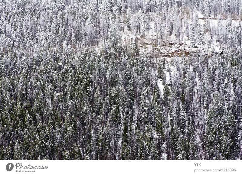 Like 100 Paintbrushes Umwelt Natur Landschaft Tier Winter Klima Wetter Eis Frost Schnee Wald Felsen Berge u. Gebirge Gipfel außergewöhnlich Zufriedenheit