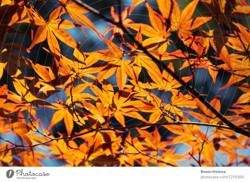 japanisch (er)leuchtend exotisch Ferien & Urlaub & Reisen Sommer Pflanze Baum Park atmen wählen berühren Erholung hängen Blick schaukeln ästhetisch Bekanntheit