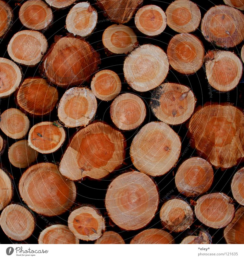 wooden wood Holz Physik Baum mehrere Baumstamm Abholzung Waldsterben Winter Herbst Brennholz Jahresringe braun Wärme Maserung viele Baumkäfer Hütte Fällarbeiten