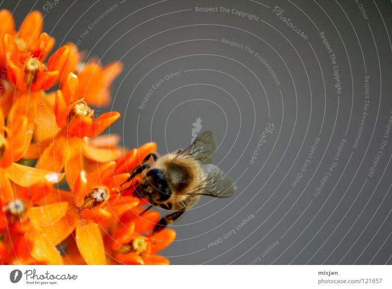 Assiduity Biene Blüte Blume Fertilisation Tier Insekt grau Fluginsekt flugtauglich Hintergrundbild Stock Honig Sammlung Pollen fleißig Wespen einzeln gefährlich