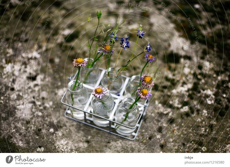 Trockenblumen Stil Garten Dekoration & Verzierung Frühling Sommer Blume Blüte Blumenvase Vase Glas alt schön trocken Vergänglichkeit Wandel & Veränderung