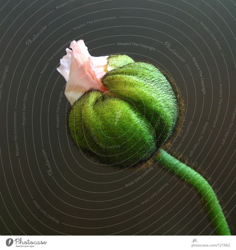 rosa mohn Mohn Mohnblüte Blume rund grün khakigrün grau schön volumen