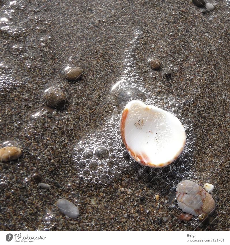 Muschel und Kieselsteine am Sandstrand mit Wasser und Schaumblasen Meer Strand Küste See Meerwasser finden Ferien & Urlaub & Reisen Erholung nass Licht braun