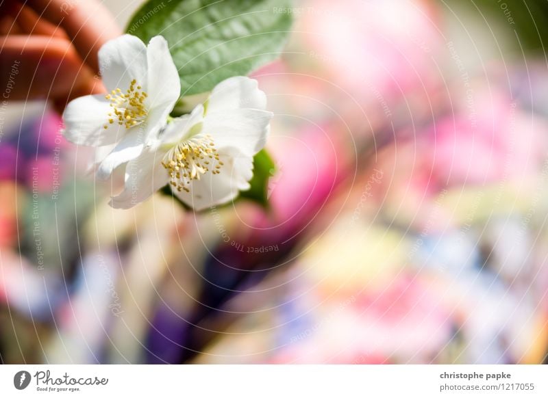 Blümchenbild Pflanze Frühling Sommer Blüte Mode Hose Blühend Kirschblüten Apfelblüte Farbfoto mehrfarbig Außenaufnahme Nahaufnahme Detailaufnahme Makroaufnahme