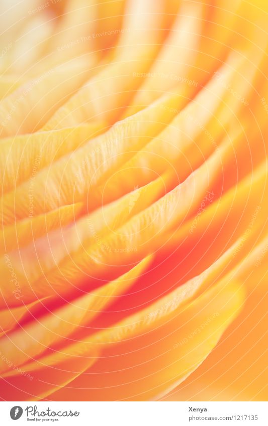 Ranunkel Makro Pflanze Blume Blüte gelb orange Fröhlichkeit Frühlingsgefühle leuchten Makroaufnahme Menschenleer Tag Farbfoto Nahaufnahme Sommer pfirsichfarben
