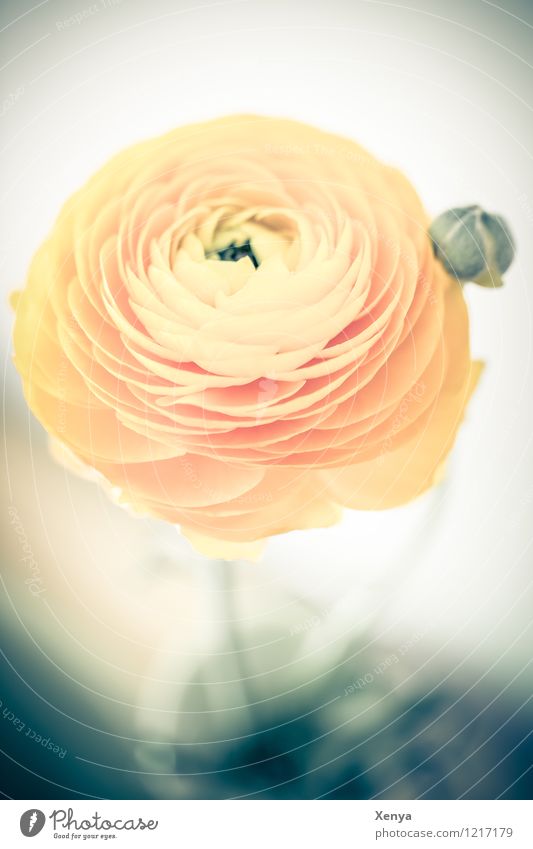 Ranunkel Umwelt Natur Pflanze Blume Tulpe Blatt Blüte Blühend ästhetisch gelb orange Romantik rund verträumt Farbfoto Menschenleer Textfreiraum unten Tag