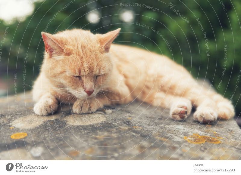 Zu heiß! Natur Sommer Katze 1 Tier liegen schlafen braun grün Gelassenheit ruhig Müdigkeit Erschöpfung Erholung Farbfoto Außenaufnahme Menschenleer Tag