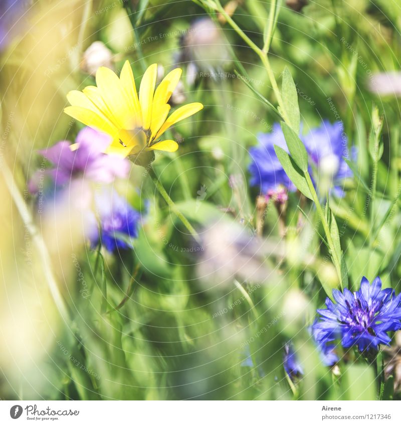 Flora: Das letzte Pflanze Blume Wiesenblume Blumenwiese Blühend Wachstum Freundlichkeit hell blau gelb grün Natur Farbfoto Außenaufnahme Tag
