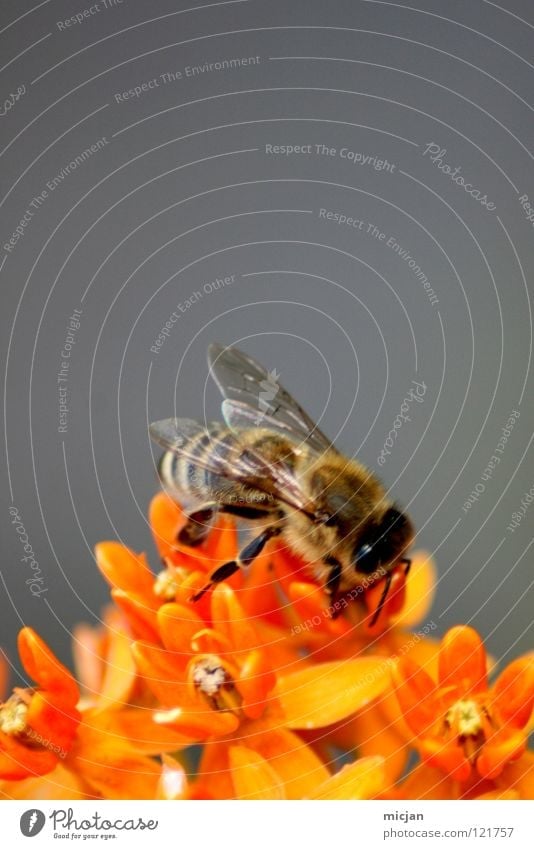 Fliegendes Plüschtier Biene Blüte Blume Fertilisation Tier Insekt grau Fluginsekt flugtauglich Hintergrundbild Stock Honig Sammlung Pollen fleißig Wespen