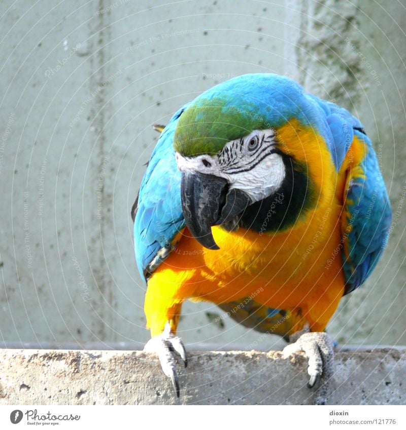 Ara Ararauna Papageienvogel Vogel Schnabel gelb türkis Südamerika Brasilien Bolivien Peru Kolumbien Panama Venezuela Urwald Amazonas Beton Zoo gefangen fliegen