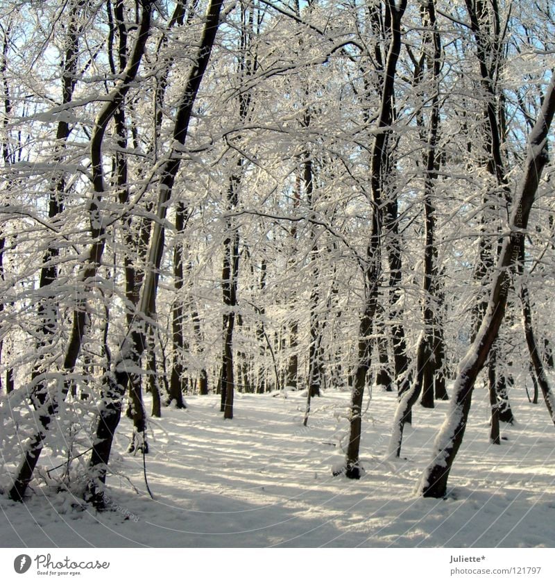 Im Märchenwald da ist´s so kalt! weiß Winter Januar Baum Minusgrade Wald Verkehr Schnee Schnefall bedecken Frost Spaziergang laufen
