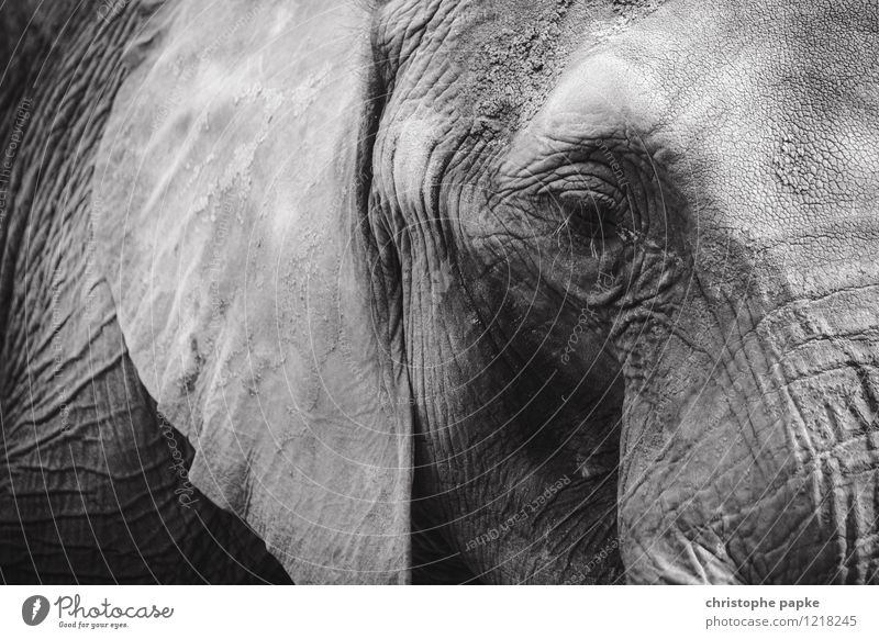 weise Tier Wildtier Tiergesicht Zoo Elefant 1 alt Traurigkeit Falte Auge Ohr Afrikanisch Schwarzweißfoto Außenaufnahme Tierporträt