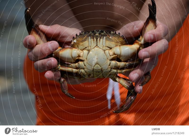Mr. Crabs Tier 1 orange Krabbe Krebs Taschenkrebs Gebiss Meer Meerestier Panzer gefangen Erfolg Nervenkitzel wehrhaft ausgeliefert Strand zwicken Farbfoto