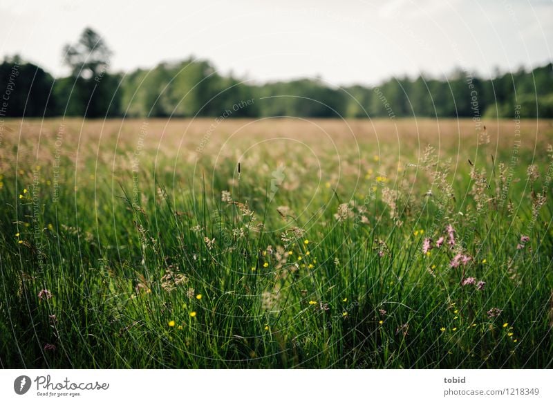 Spreedorado | Sommerwiese Natur Landschaft Pflanze Himmel Wolkenloser Himmel Horizont Schönes Wetter Baum Blume Gras Wiese Wald Blühend Idylle sommerlich