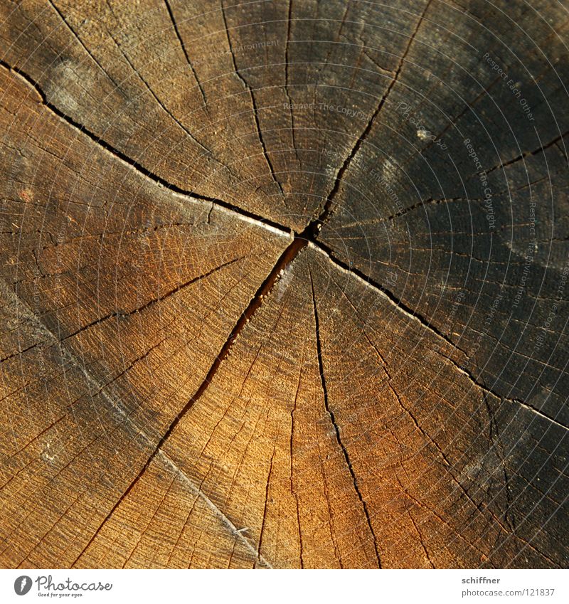 Abgesägt Holz Baumstamm Rohstoffe & Kraftstoffe Brennholz Forstwirtschaft Säge Holzfäller Baum fällen Abholzung Waldsterben Winter Herbst Jahresringe braun