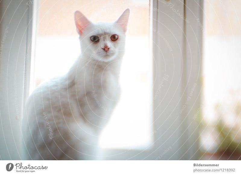 Eyes of Sky and Sand Fenster Tier Haustier Katze 1 beobachten Blick sitzen ästhetisch außergewöhnlich hell grau weiß Vertrauen Tierliebe Albino Fell W-Gen