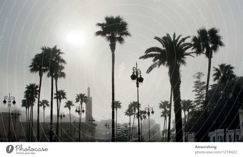 Palmen im Nebel Umwelt Natur Pflanze Himmel Sommer Wetter Baum Park Tanger Marokko Afrika Stadt Hafenstadt Haus Platz dunkel hoch grau schwarz weiß dünn Laterne