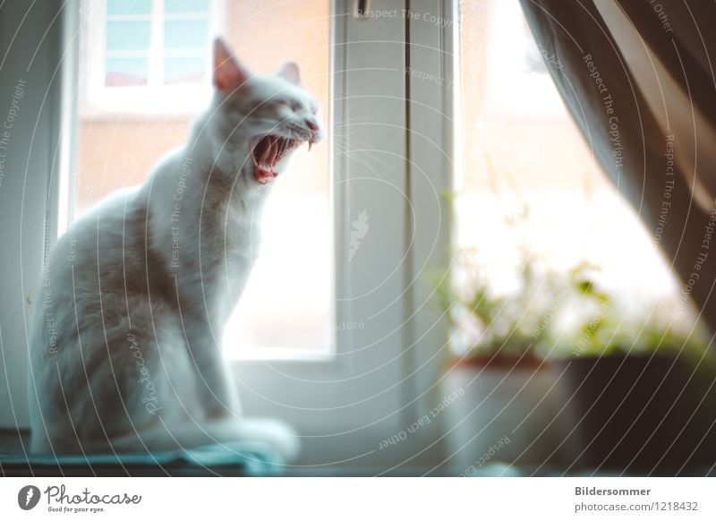 Nach dem Schläfchen ist vor dem Schläfchen Fenster Tier Haustier Katze 1 sitzen lustig blau grün weiß Stimmung Zufriedenheit Müdigkeit Trägheit bequem tierisch