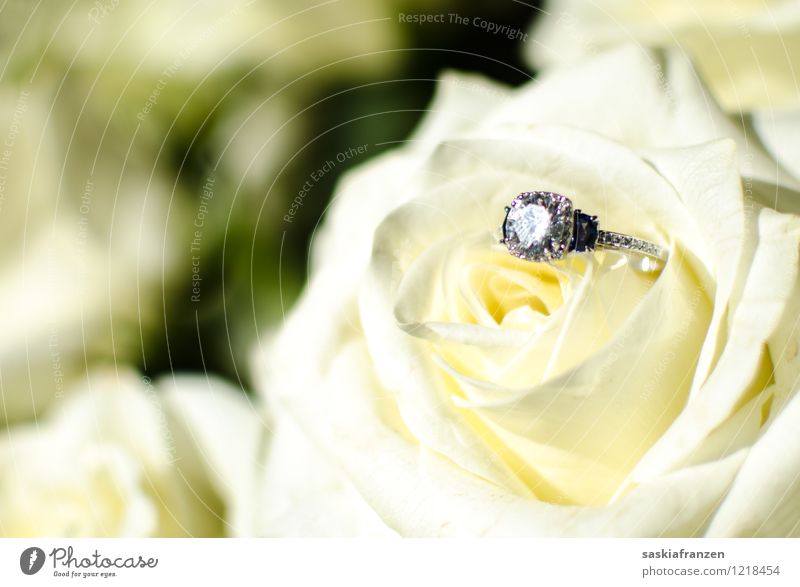 Put a ring on it. Feste & Feiern Hochzeit Pflanze Blume Rose Accessoire Schmuck Ring Zeichen außergewöhnlich elegant glänzend Partnerschaft Ewigkeit