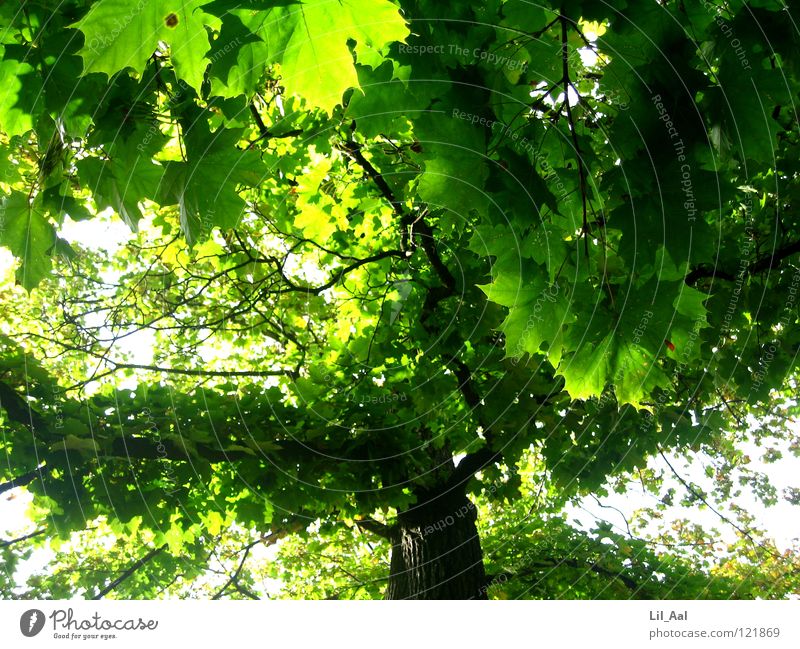 Grüner Ahorn grell schön Baum groß Macht Blatt grün Baumrinde Baumkrone Sommer Physik heiß Erleichterung Geäst hell sanft abrundend übergreifend Natur Glück