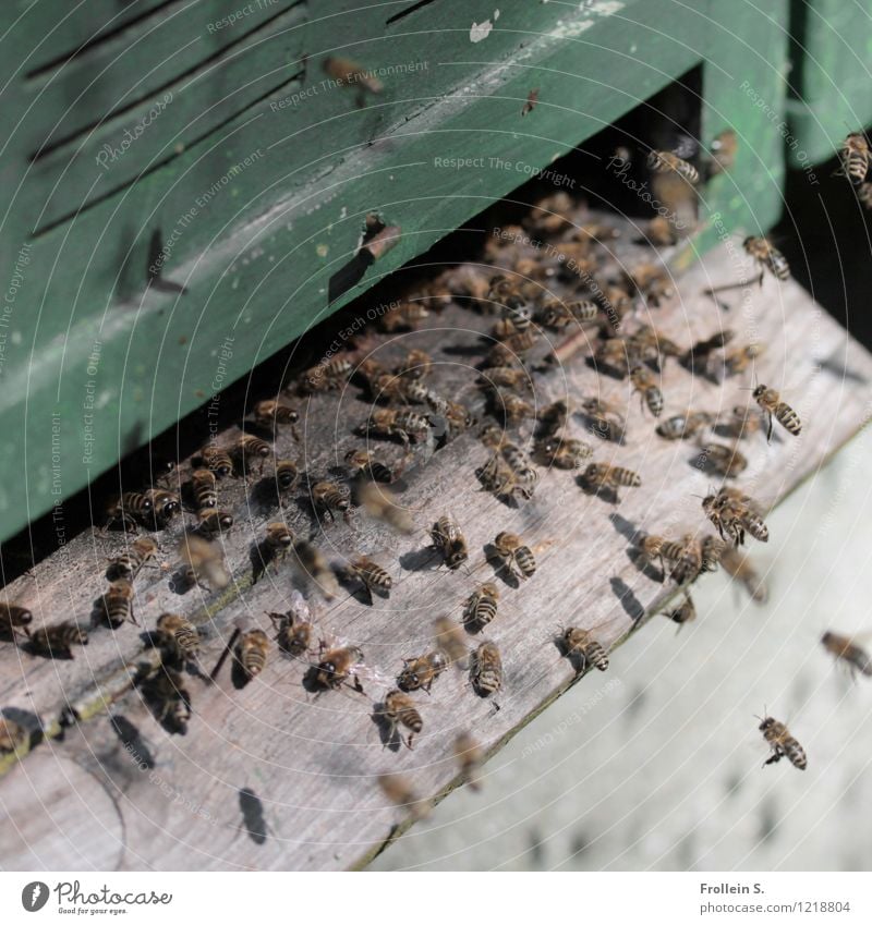Bienen brummen Bienenstock Honig Fliegen Insekten Summen Tier Natur Imkerei Außenaufnahme Honigbiene Schwarm Nutztier Farbfoto Menschenleer Tag emsig fleißig