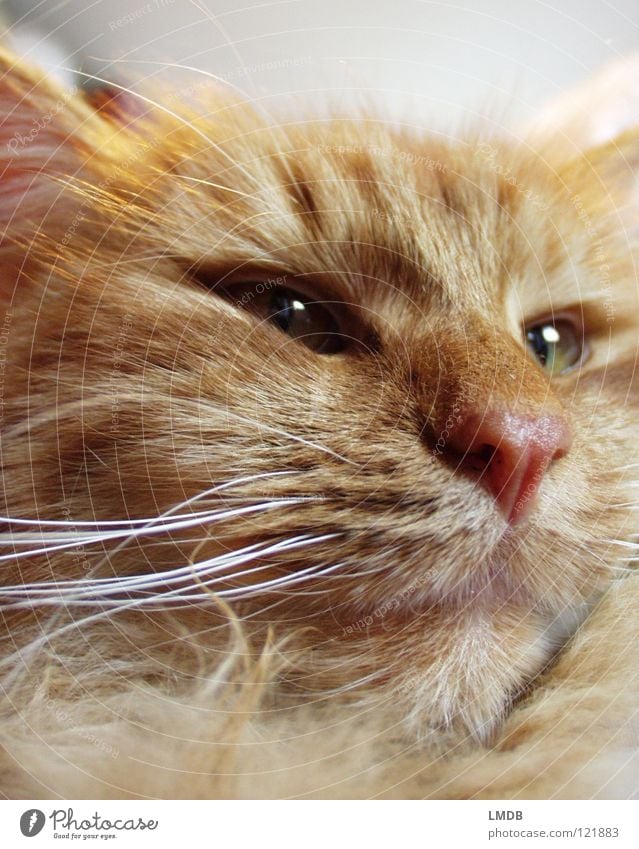 Macogio Katze Tier Fell rot kuschlig Tierliebe schwer Haustier Bart Barthaare Wachsamkeit überwachen bewachen fixieren Blick Säugetier Hauskatze orange bequem