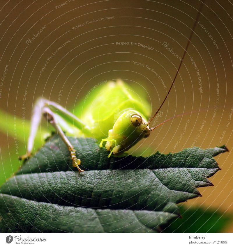master flip I Insekt Tier Blatt grün Heimchen Schädlinge Heuschrecke Fressen Salto nagen Ernährung springen hüpfen festhalten Park Natur animal grasshopper