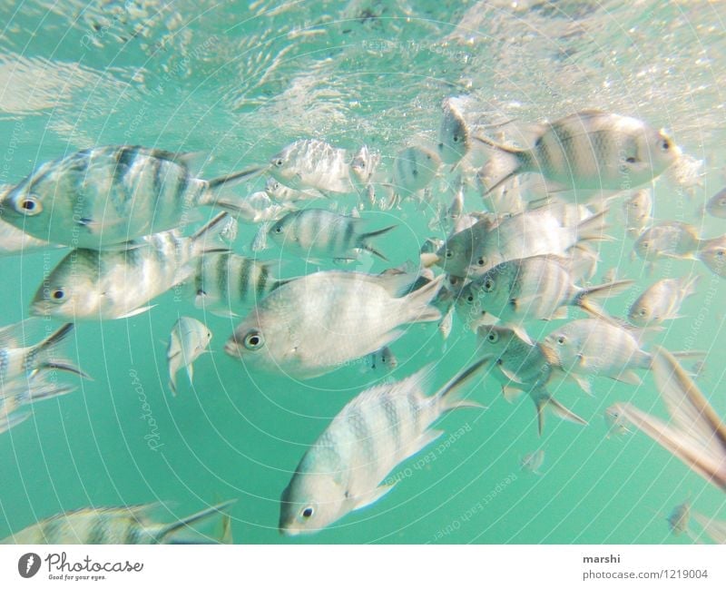 unter Wasser Freizeit & Hobby Ferien & Urlaub & Reisen Ausflug Abenteuer Freiheit Natur Tier Fisch Tiergruppe Stimmung Schnorcheln tauchen Fischschwarm