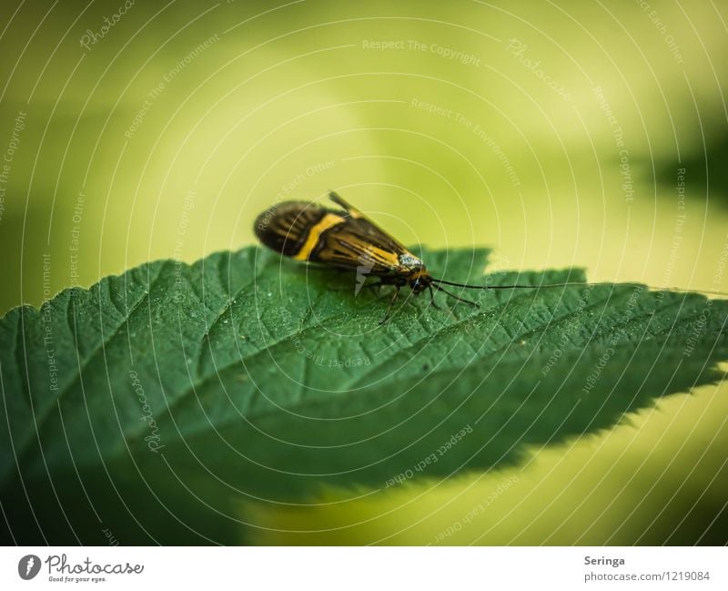 Ich bin, keine Ahnung Tier Fliege Schmetterling Käfer Tiergesicht Flügel 1 Bewegung fliegen Außenaufnahme Nahaufnahme Detailaufnahme Makroaufnahme Kontrast