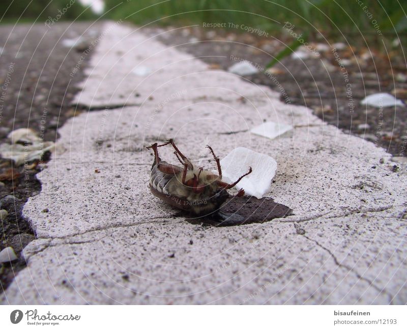 Tod dem Maikäfer Insekt Streifen Blütenblatt töten Tier Käfer Gift Straße Wege & Pfade