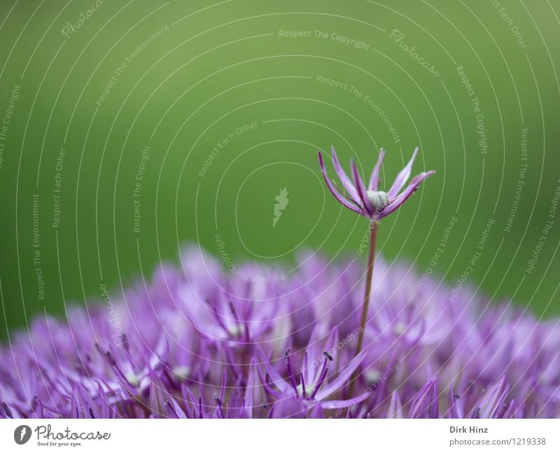 Überflieger Umwelt Natur Pflanze Frühling Sommer Blume Blüte Garten Park Duft dünn frisch grün violett Leben Zierlauch Porree herausragen außergewöhnlich