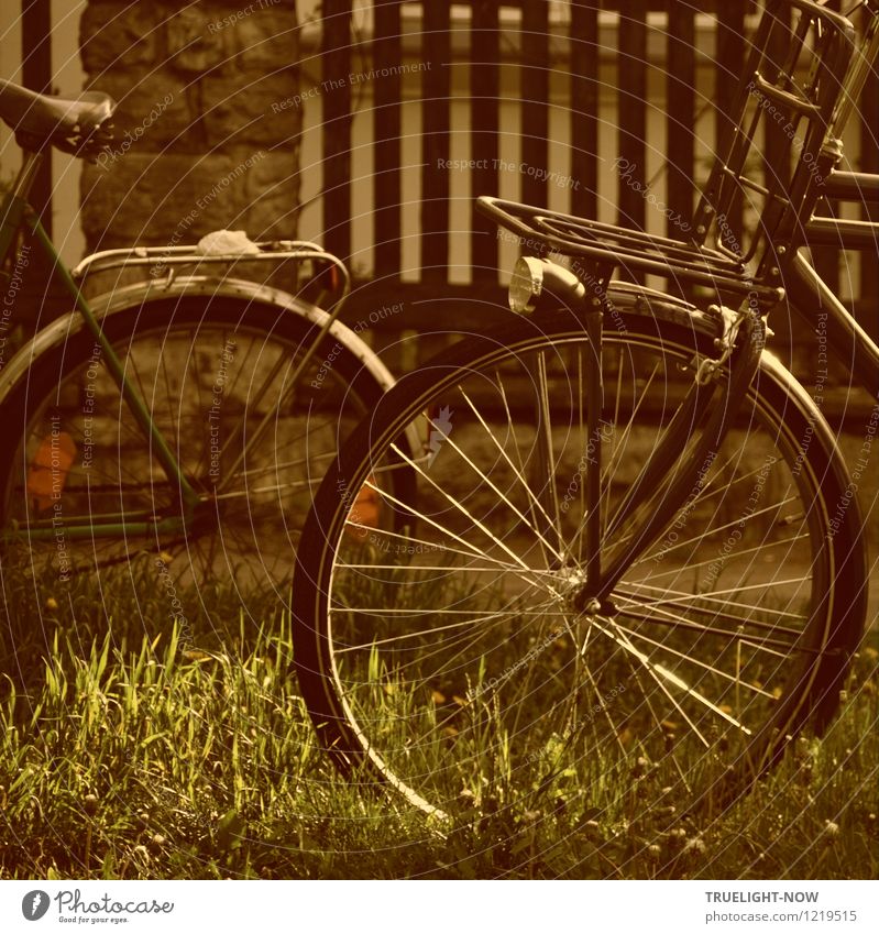 Fahrrad-Nostalgie Lifestyle Stil Design Freude sportlich Wohlgefühl Erholung ruhig Freizeit & Hobby Radfahren Freiheit Sommer Stadtrand Gartenzaun alt