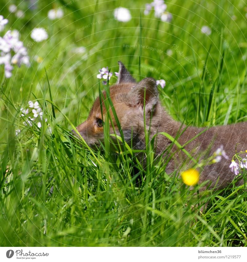 Auf Erkundungs-Tour Tier Wildtier Tiergesicht Fuchs Landraubtier Tierjunges Kopf Auge Ohr Fell Säugetier beobachten Bewegung entdecken Jagd frech klein