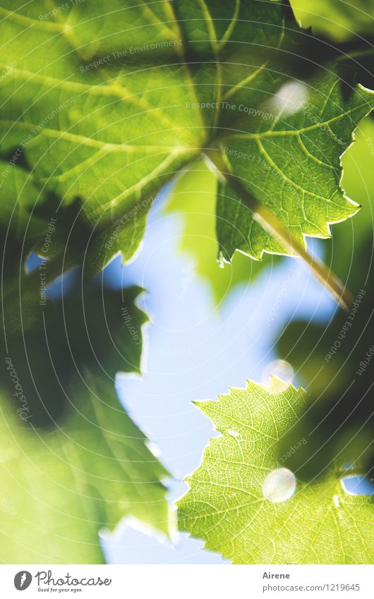 in der Weinlaube Pflanze Sommer Blatt Grünpflanze Weinblatt Weinranken glänzend Wachstum frisch Gesundheit blau grün Natur Farbfoto Außenaufnahme Menschenleer