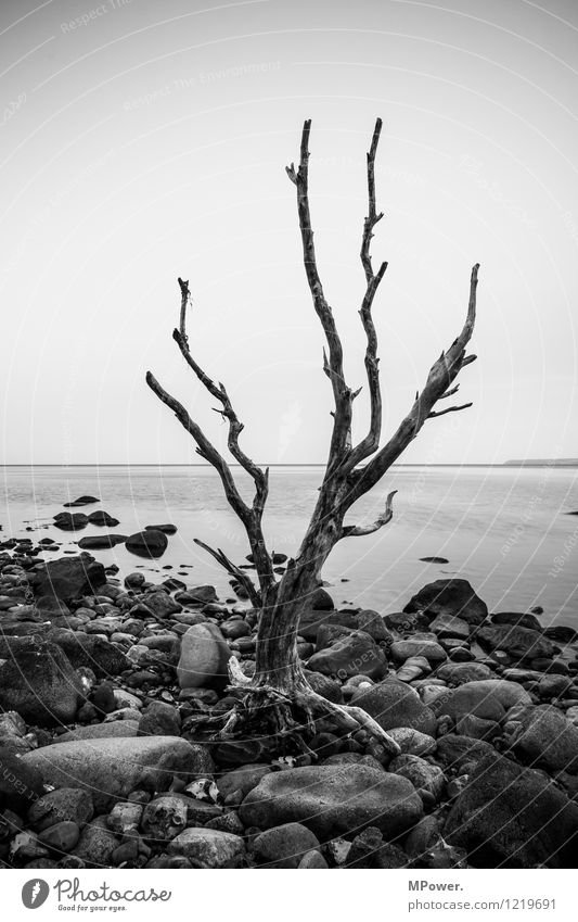 alone at kaparkon Umwelt Natur Wasser alt Baumstamm Treibholz Küste Kap Arkona Rügen Horizont steinig Stein ruhig trist karg vertrocknet Landschaftgemälde