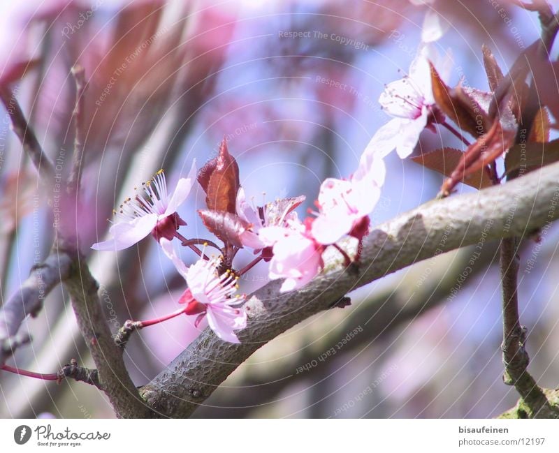 Spring Blüte Kirsche Baumrinde rosa Frühling Kirschenbaum Zweig Ast