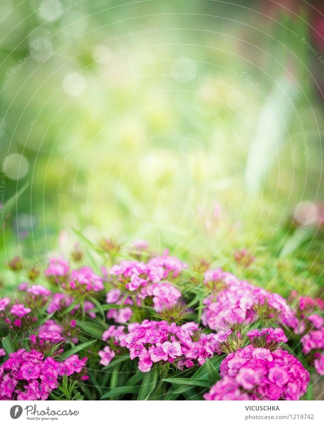 Pink Bartnelken im Garten Stil Design Sommer Natur Pflanze Frühling Herbst Schönes Wetter Blume Blatt Blüte Park rosa Hintergrundbild Blumenbeet Nelkengewächse