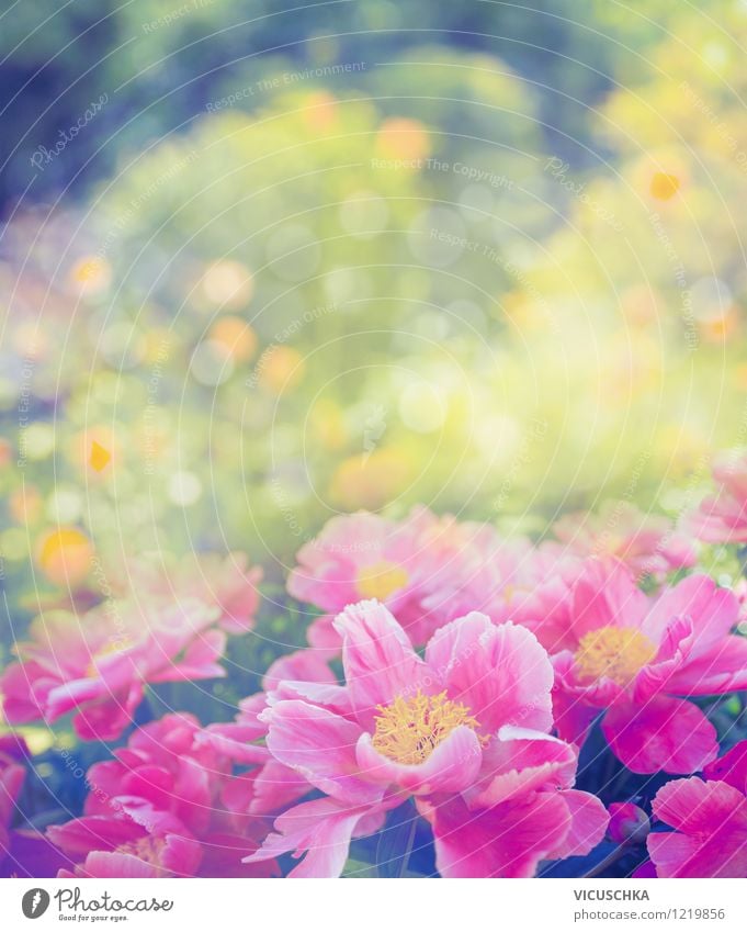 Pfingstrosen im Garten elegant Design Sommer Natur Pflanze Frühling Schönes Wetter Blume Rose Blatt Blüte Park Blumenstrauß Liebe gelb rosa Stil Hintergrundbild