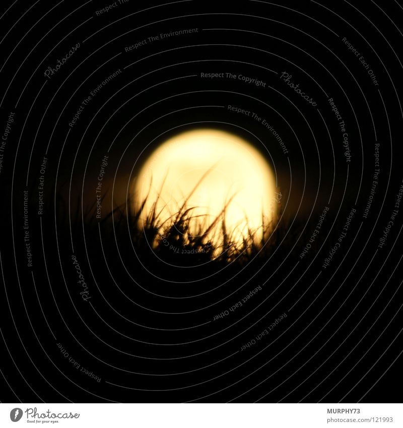 Das Gras im Mond Nachthimmel Silhouette Nachtaufnahme gelb weiß schwarz Himmelskörper & Weltall Mondscheibe helle Scheibe Schatten