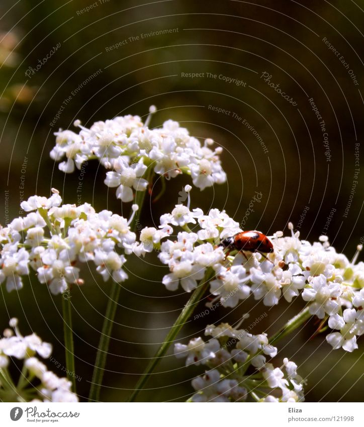 auf Wolken schweben Frühling Marienkäfer Insekt Sommer Blüte klein weiß Glücksbringer Physik Natur Wärme