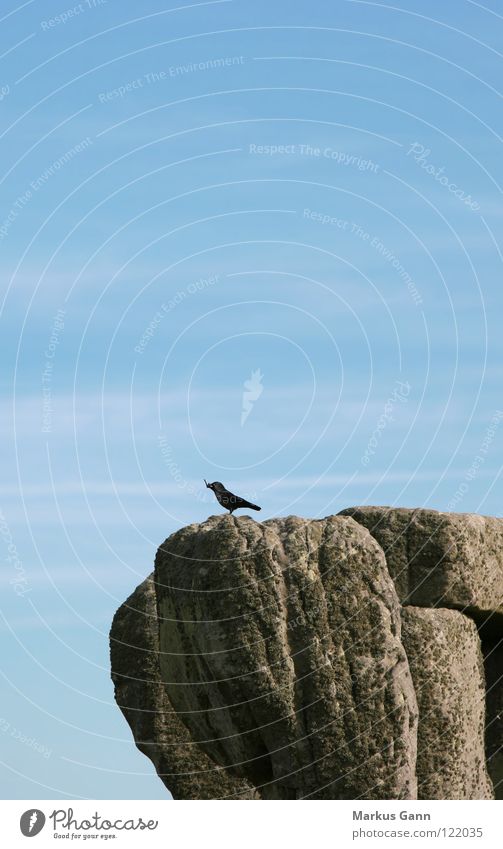 Einsamer Vogel Amsel grau Einsamkeit stehen Aussicht Luft Felsen Stein Himmel blau Zweig sitzen warten Blick oben hoch